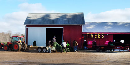 Tree Services Image 01