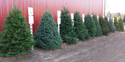 Tree Services Image 02