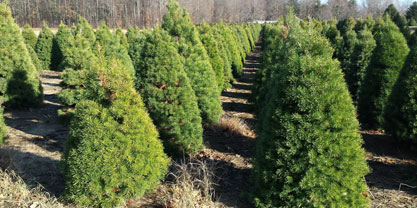 Tree Services Image 04