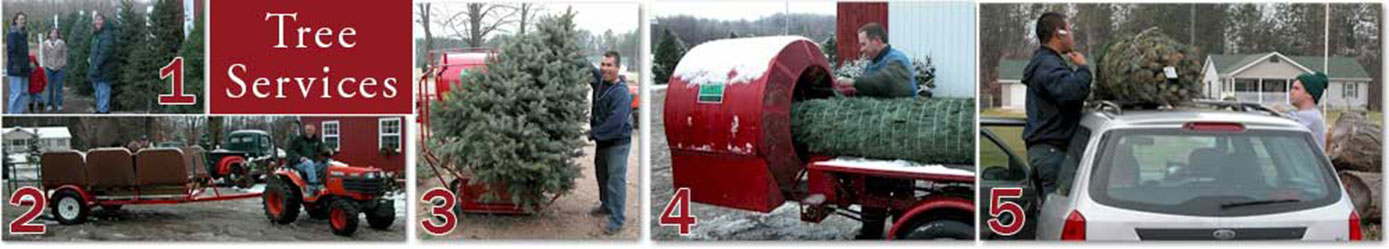 Tree Services Image Bottom Banner