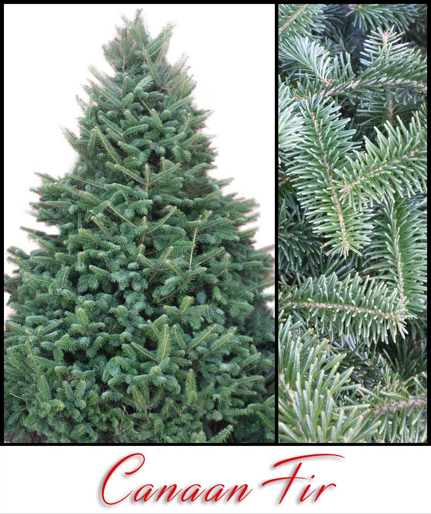 Canaan Fir